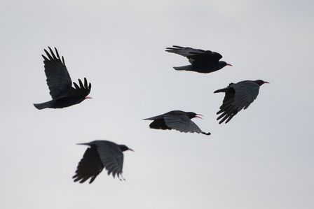 Thumbnail of Chough